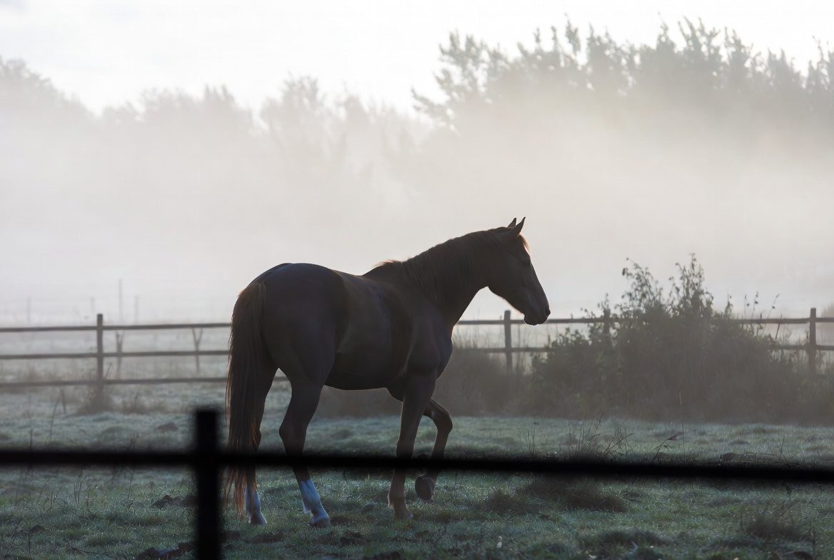 Horse editorial